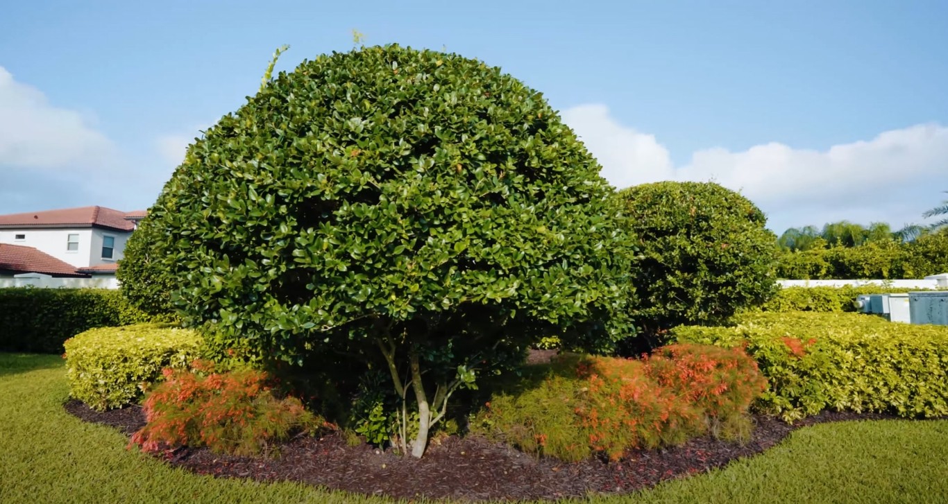 Professional lawn care and shrub maintenance in Rialto, CA